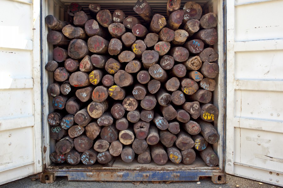 Illegally-felled rosewood logs await transit to markets abroad