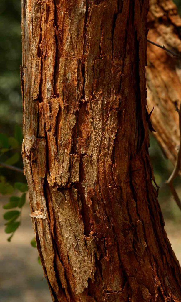 The rough, reddish bark of a Zimbabwean Dalbergia melanoxylon trunk