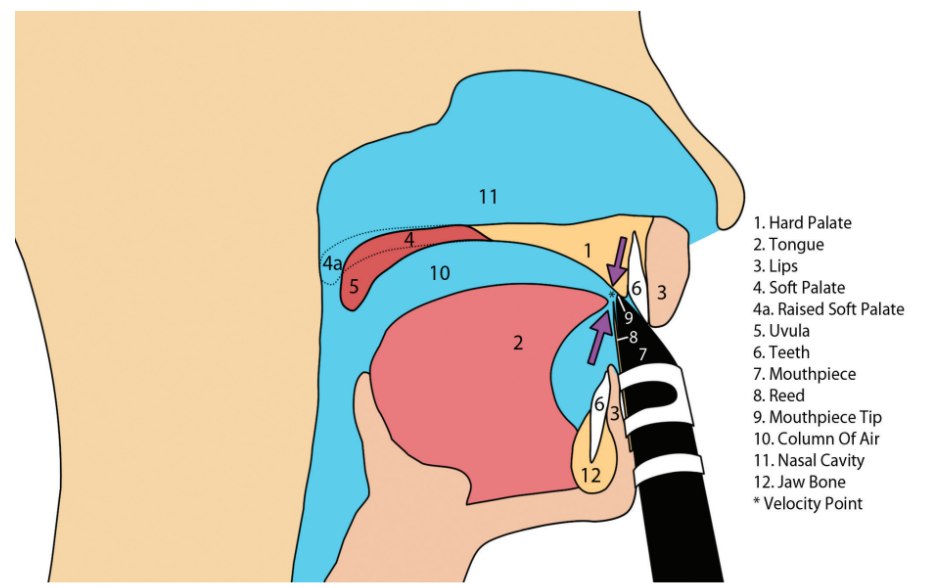 Figure 5: Tip of the tongue positioned for optimum velocity